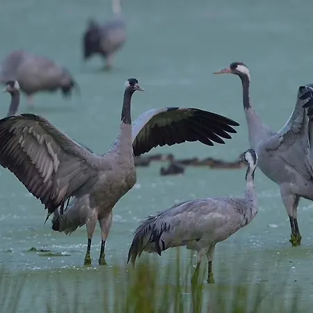 Tatil Evi Ferienhaus-grambzow